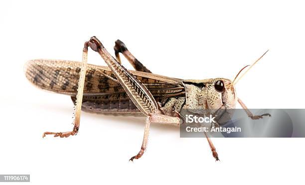 Heuschrecke Stockfoto und mehr Bilder von Insekt - Insekt, Farbbild, Fotografie