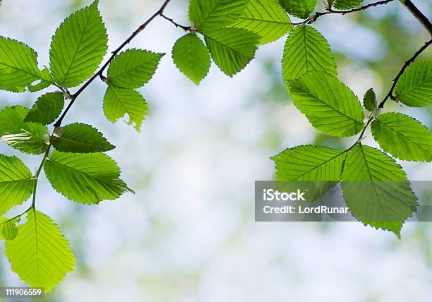 Elm Leaves Stock Photo - Download Image Now - Elm Tree, Forest, Backgrounds