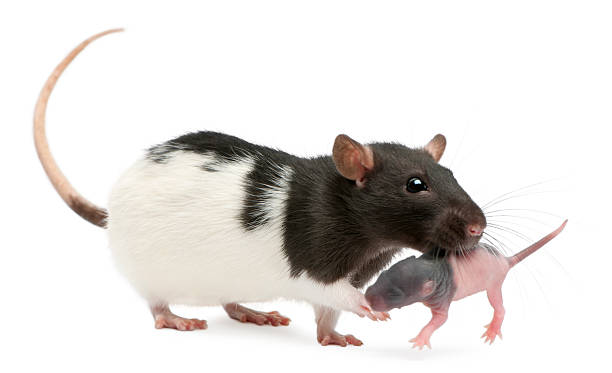 istock Mother rat carrying her baby, 5 days old, white background. 111908986