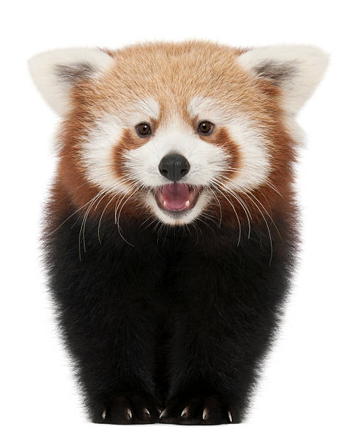 Young Red panda or Shining cat, white background.  animal tongue stock pictures, royalty-free photos & images