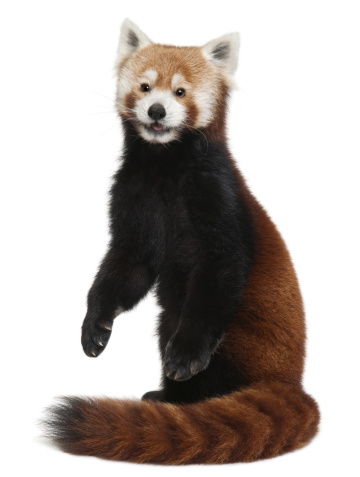 a red panda on a treeThis endangered specie is also known as lesser panda or red cat-bear.