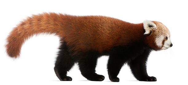 istock Young Red panda or Shining cat, Ailurus fulgens, white background. 111908996