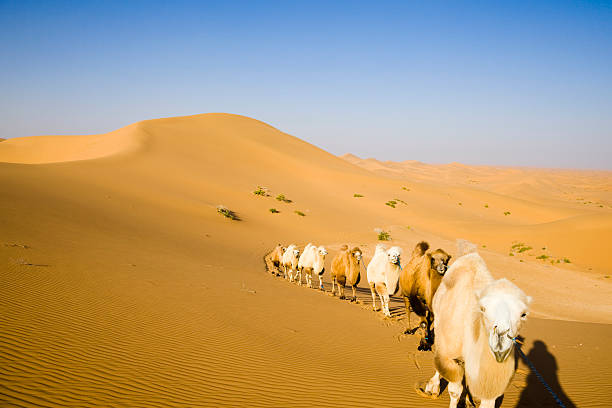 istock Camels in the desert 111909772