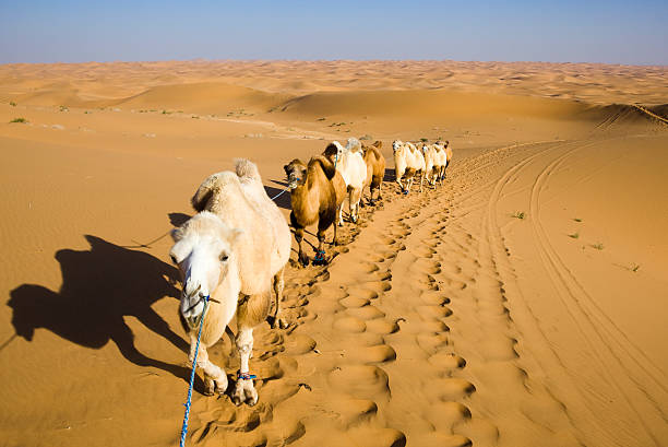 istock Camels in the desert 111909853
