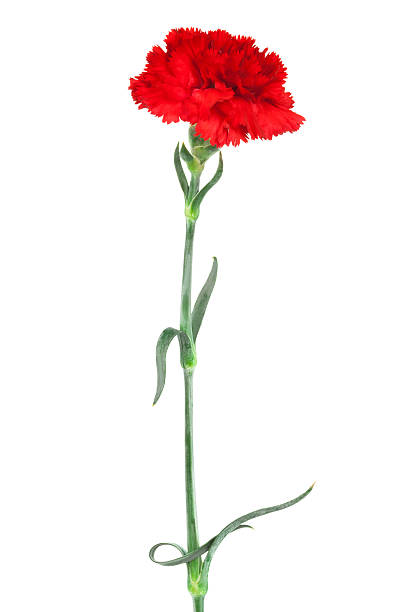 Red carnation against white background red carnation close-up on a white background carnation flower photos stock pictures, royalty-free photos & images