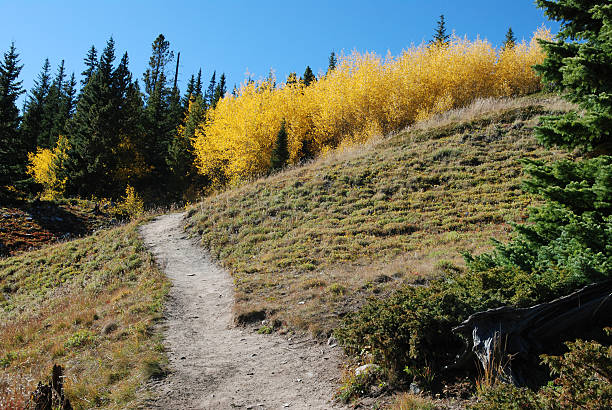 istock Trail to an Aspen Grove 111914055