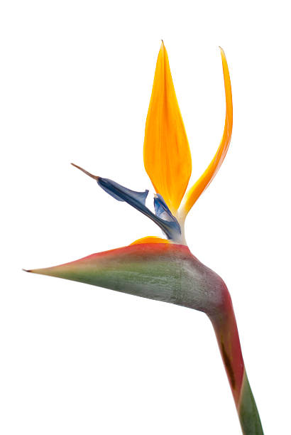 istock Bird of paradise flower (Strelitzia reginae) isolated on white background 111914686