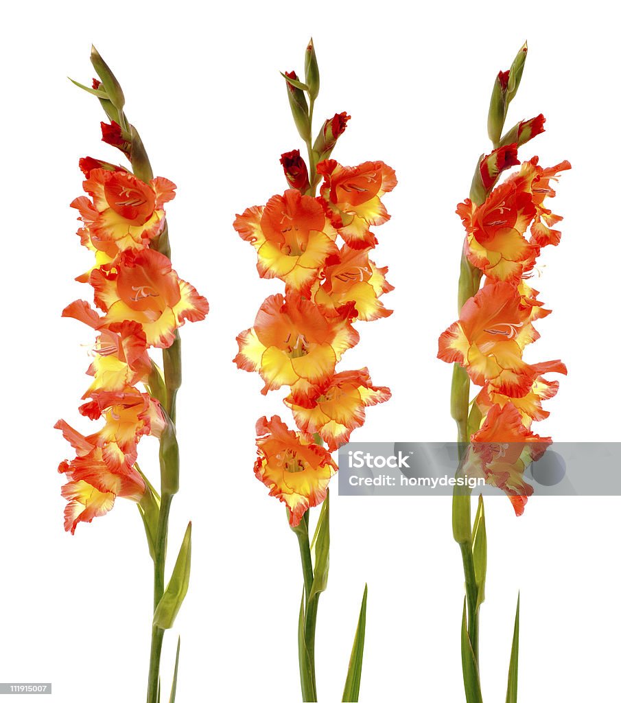 Rote und gelbe Gladiole - Lizenzfrei Baumblüte Stock-Foto