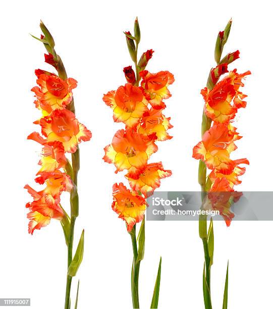 Rote Und Gelbe Gladiole Stockfoto und mehr Bilder von Baumblüte - Baumblüte, Blatt - Pflanzenbestandteile, Blume