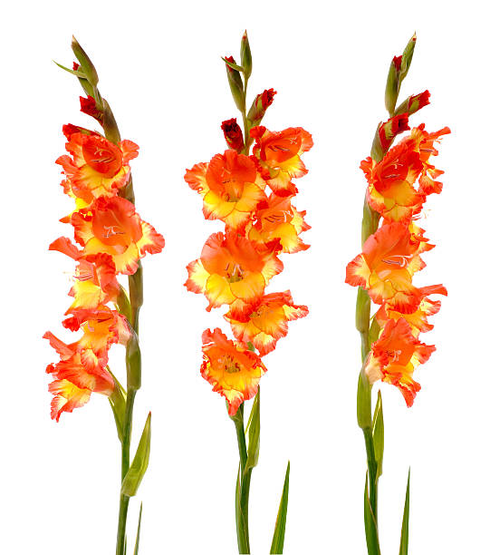 istock Red and yellow gladiolus 111915007