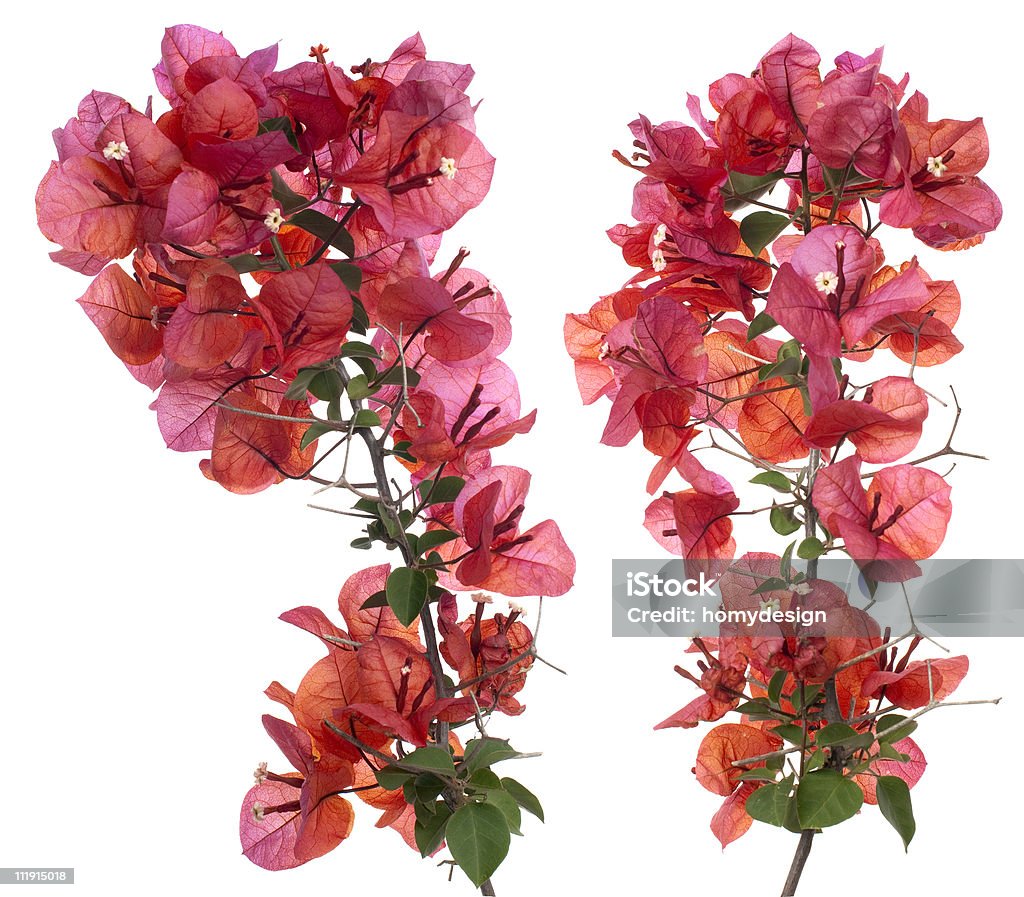 Bougainvillea Bougainvillea with red blossoms isolated on white background. Bougainvillea Stock Photo