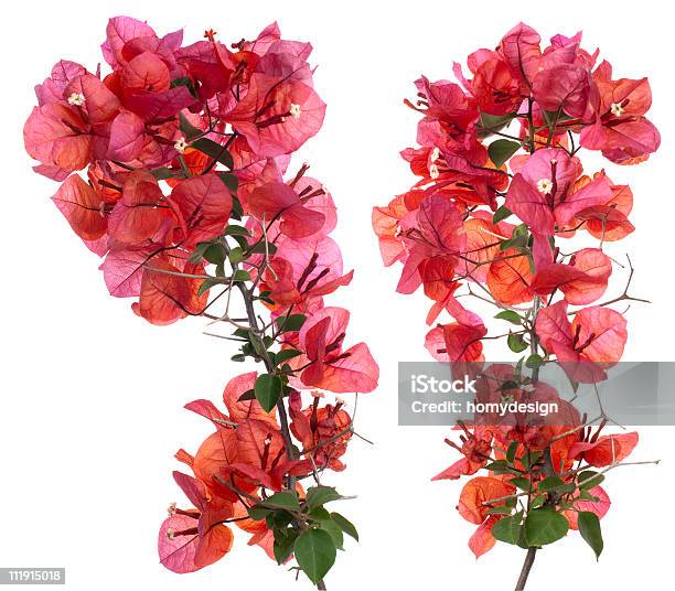 Bougainvillea Stock Photo - Download Image Now - Bougainvillea, White Background, Beauty In Nature