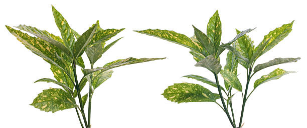 istock Branch of green leafs 111915386