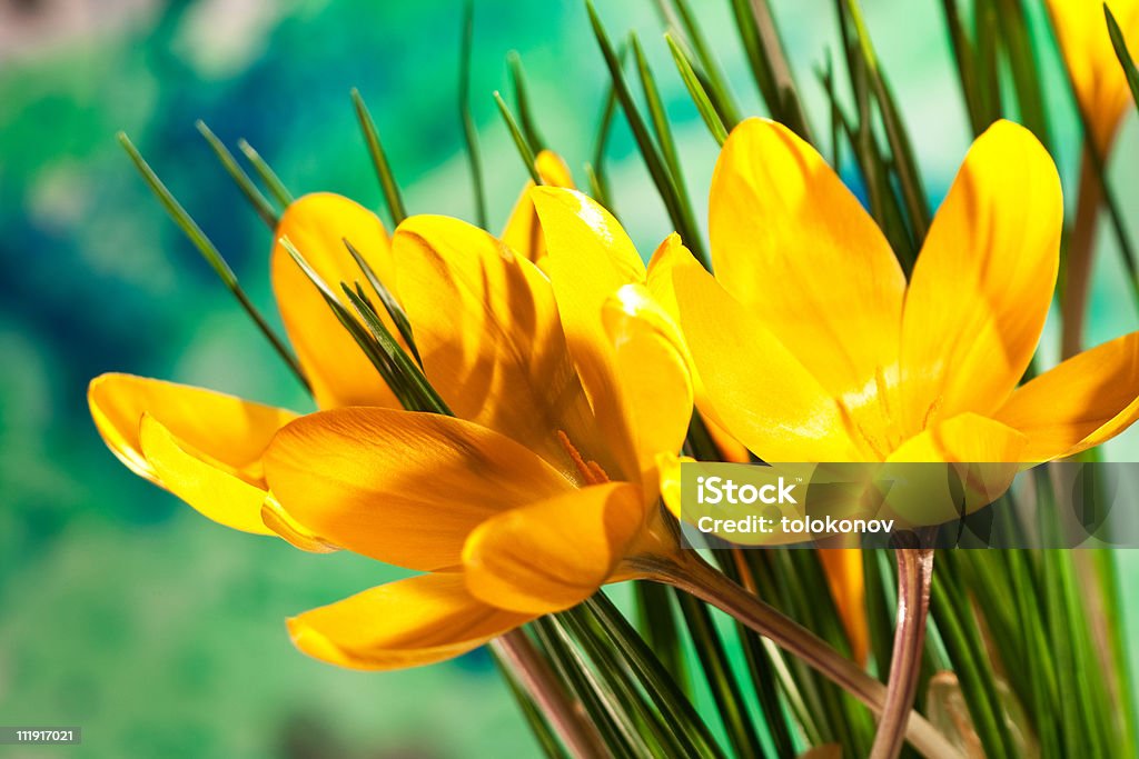 Amarillo saffron o azafrán flores - Foto de stock de Amarillo - Color libre de derechos