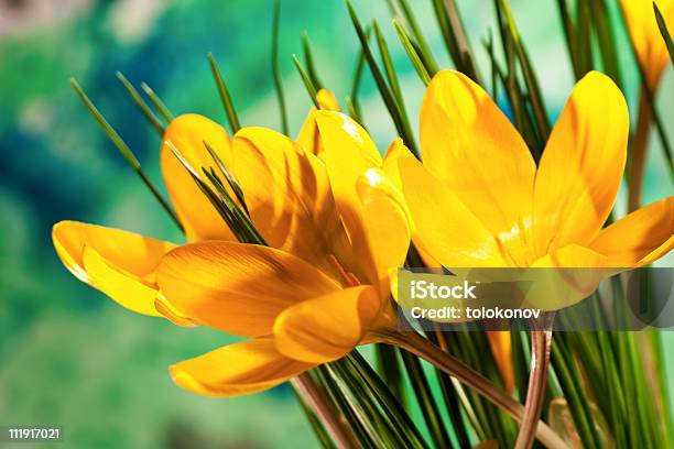 Photo libre de droit de Jaune Safran Crocus De Fleurs Ou banque d'images et plus d'images libres de droit de Beauté - Beauté, Beauté de la nature, Couleur verte