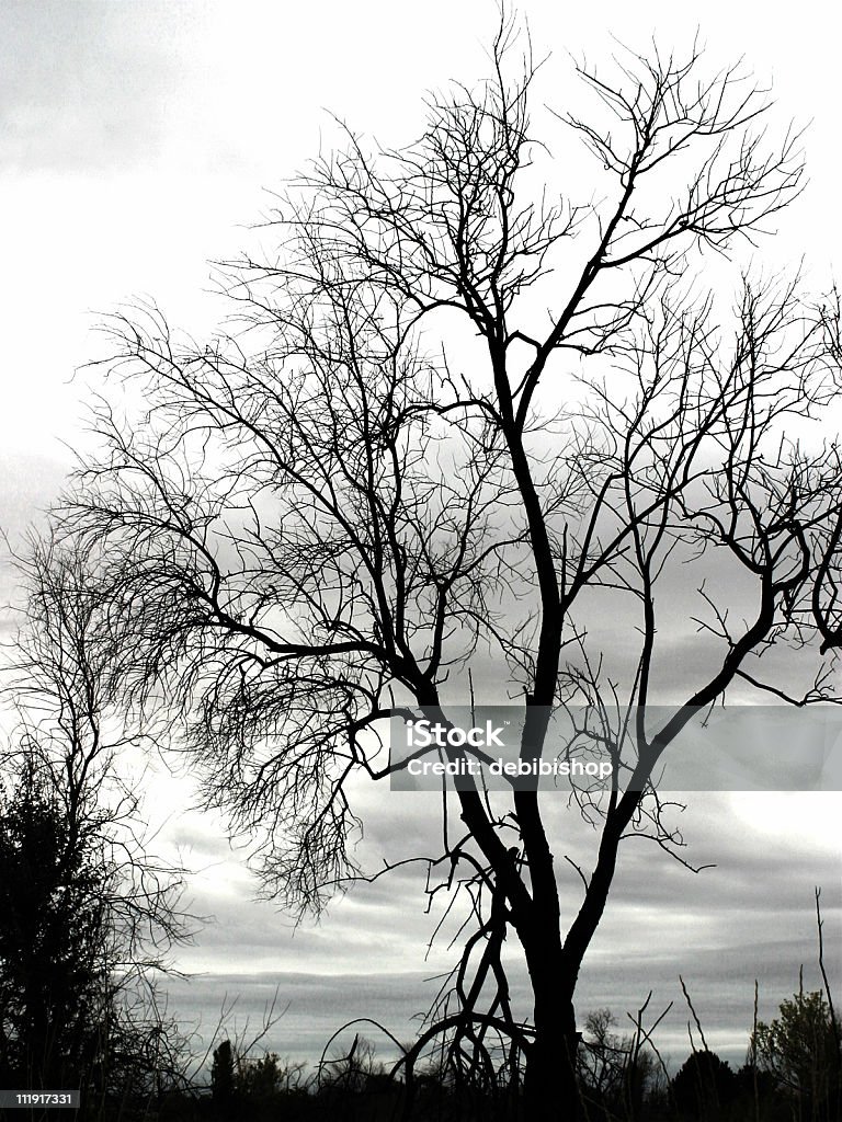 Árbol en negro & blanco - Foto de stock de Aire libre libre de derechos