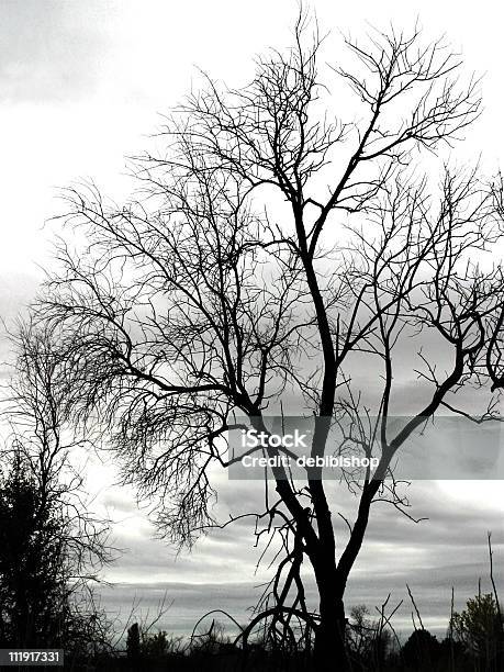 Árbol En Negro Blanco Foto de stock y más banco de imágenes de Aire libre - Aire libre, Aislado, Blanco - Color
