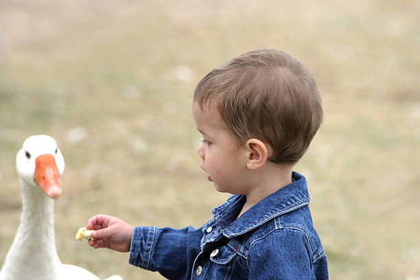 istock Toddler Boy Sharing Food With Goose 111917801
