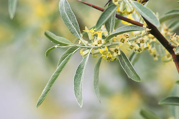 Flowering Russian Olive  elaeagnus angustifolia stock pictures, royalty-free photos & images