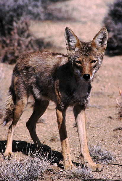istock Young Coyote, Joshua Tree National Park 111917977