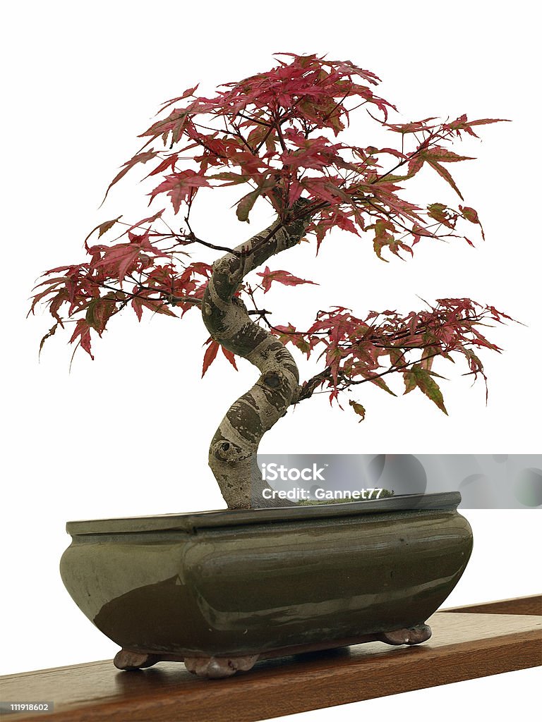 Acer bonsái sobre blanco - Foto de stock de Arce libre de derechos