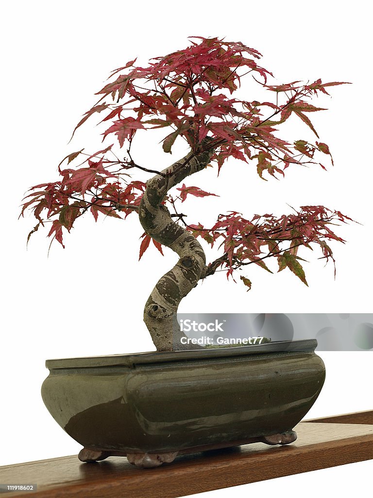 Acer Bonsai sur blanc - Photo de Bonsaï libre de droits