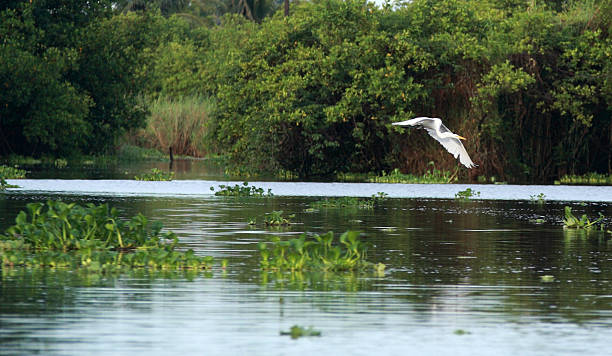 istock Great white Egret flying over Mangrove Swamp 111918650