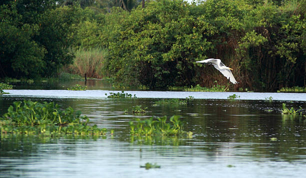 Great white Egret flying over Mangrove Swamp stock photo