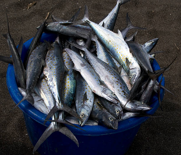 istock Days Catch fish in bucket 111918787