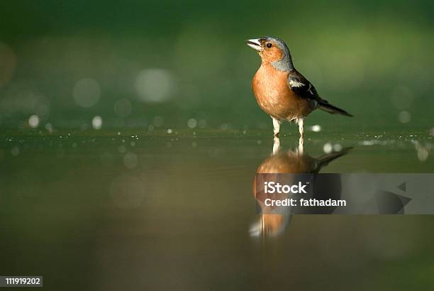 Photo libre de droit de Pinson Des Arbres Dans Leau Avec Fond Vert banque d'images et plus d'images libres de droit de Aile d'animal - Aile d'animal, Aliment, Animal mâle