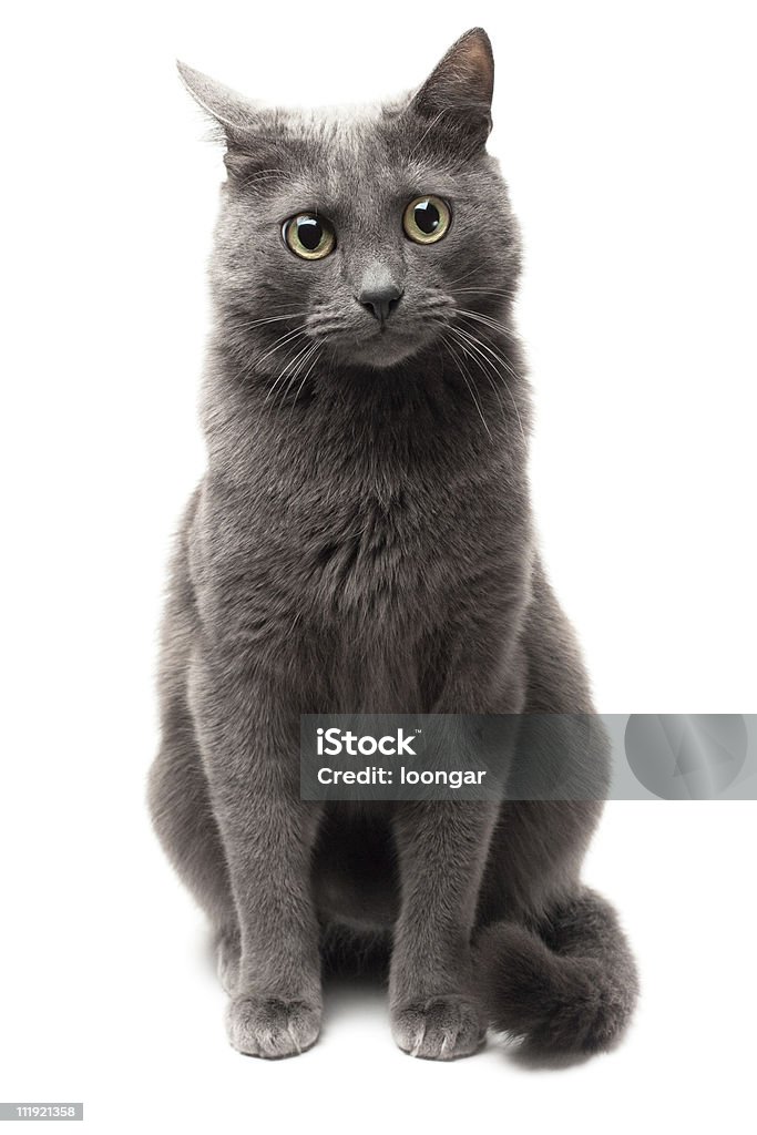 grey gato sentado sobre fundo branco isolado - Foto de stock de Americano de Pelo Curto royalty-free