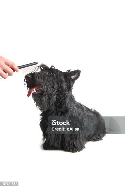 스코티시테리어 강아지-어린 동물에 대한 스톡 사진 및 기타 이미지 - 강아지-어린 동물, 개, 검은색