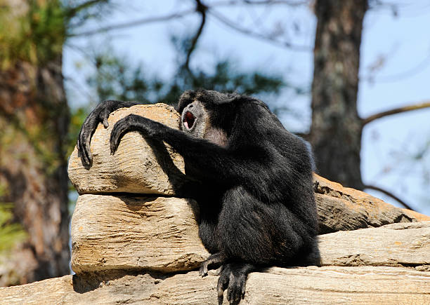 The siamang (Symphalangus syndactylus) is an arboreal black-furred gibbon native to the forests of Malaysia, Thailand, and Sumatra. The largest of the gibbons, the siamang can be twice the size of other gibbons, reaching 1 m in height, and weighing up to 14 kg. The siamang is the only species in the genus Symphalangus.