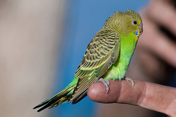 Fledging Budgerigar  fledging stock pictures, royalty-free photos & images