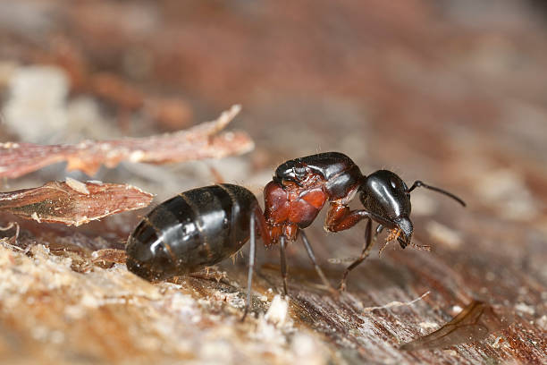 istock Horse ant. Extreme close-up 111924170