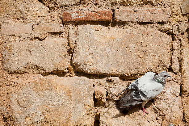 istock Bird clinging to a stone wall 111924438