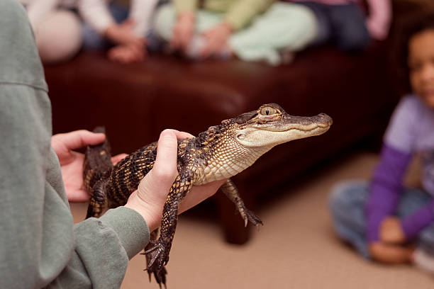 istock Pet Alligator - Show and Tell 111924732