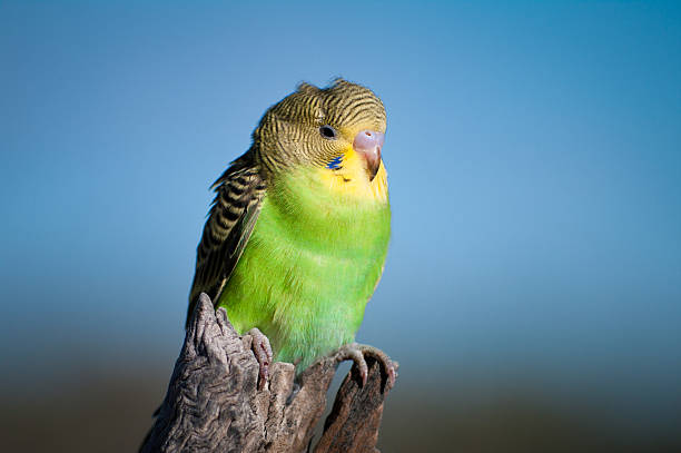 Fledging Budgerigar  fledging stock pictures, royalty-free photos & images