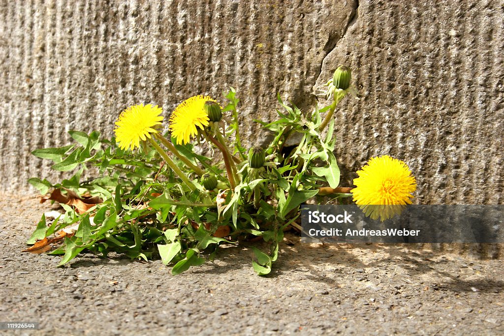 Dandelion  Asphalt Stock Photo