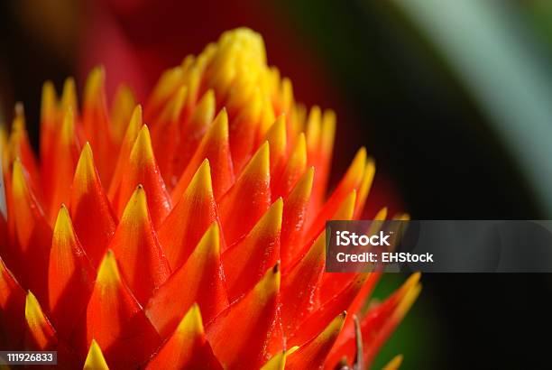 Cato Flor - Fotografias de stock e mais imagens de Cato - Cato, Claro, Cor Viva