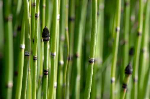 Equisetum fluviatile in a swamp. Green plant background. the water horsetail, swamp horsetail