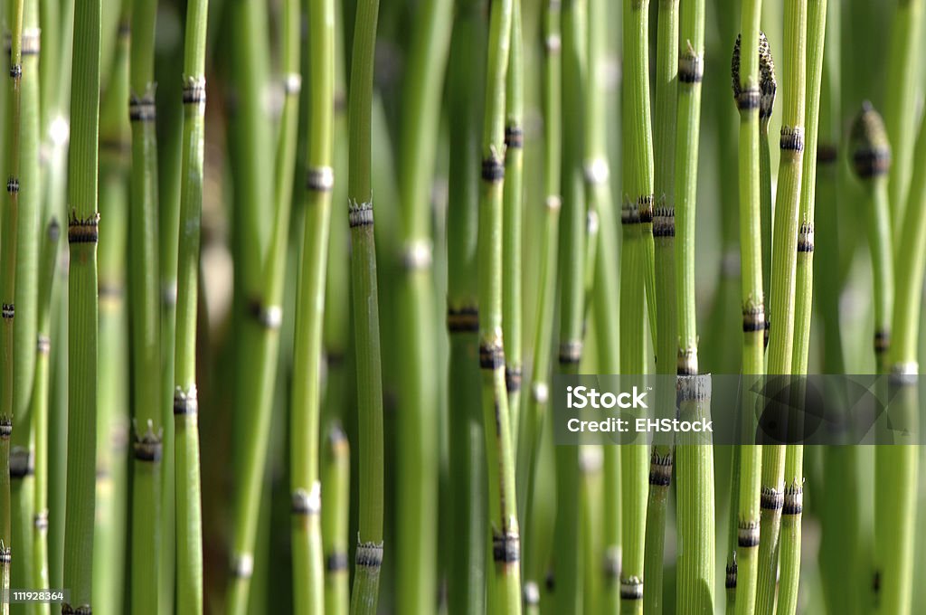 Germogli di bambù di sfondo - Foto stock royalty-free di Ambientazione tranquilla