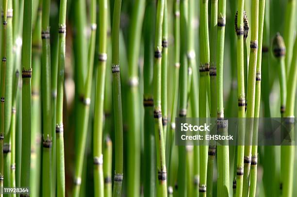 Germogli Di Bambù Di Sfondo - Fotografie stock e altre immagini di Ambientazione tranquilla - Ambientazione tranquilla, Ambiente, Astratto