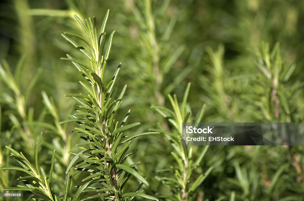 Rosemary Bush gros plan fond - Photo de Aliment libre de droits