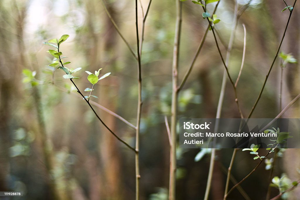 Foglie nella foresta - Foto stock royalty-free di Ambientazione esterna