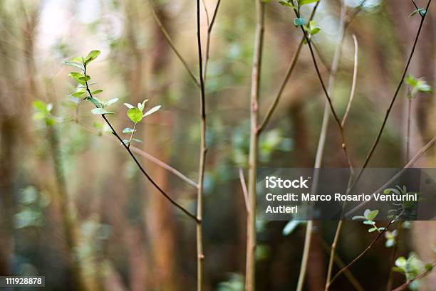 Foglie Nella Foresta - Fotografie stock e altre immagini di Ambientazione esterna - Ambientazione esterna, Astratto, Bosco