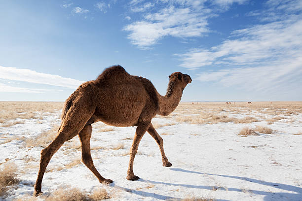 invierno de camellos en el desierto - camello dromedario fotografías e imágenes de stock