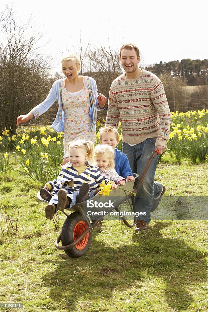 Father Giving Children Ride In Wheelbarrow Father Giving Children Ride In Wheelbarrow Through Field Of Spring Daffodils Springtime Stock Photo