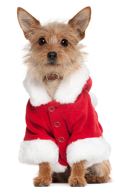 istock Mixed-breed dog wearing Santa outfit, sitting, white background. 111931920