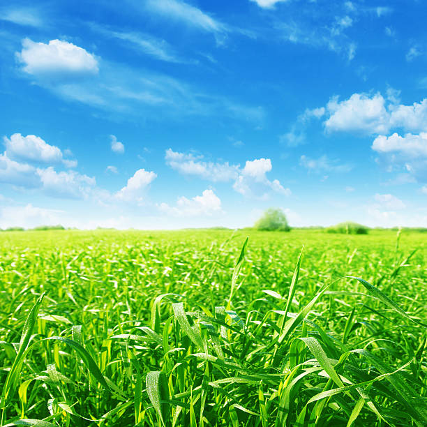 istock Field of green grass in morning time. 111931929